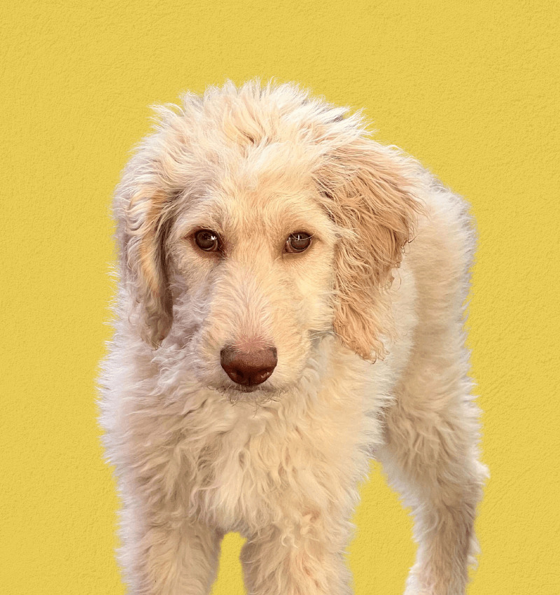 headshot of a blond labradoodle puppy