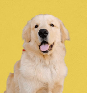 a big, fluffy white dog smiling against a yellow background